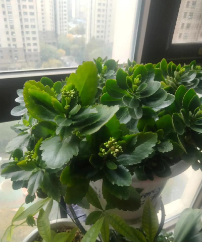 螃蟹爪开花上什么肥 螃蟹爪开花上什么肥