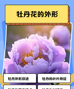 牡丹的特征是什么呢 牡丹的特征是什么呢