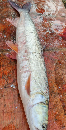 鳡鱼 鳡鱼百科 鳡鱼 鳡鱼百科