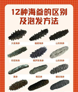 海参 海参百科 海参 海参百科
