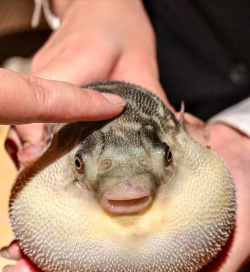 河豚 河豚百科 河豚 河豚百科