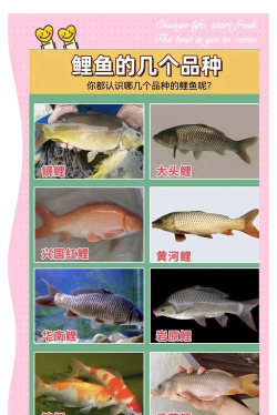 鲤鱼 鲤鱼百科 鲤鱼 鲤鱼百科