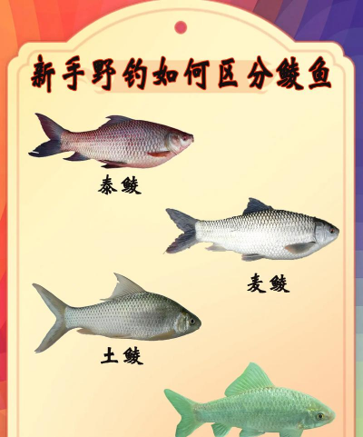 鲮鱼 鲮鱼百科 鲮鱼 鲮鱼百科