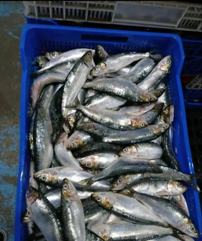 沙丁鱼 沙丁鱼百科 沙丁鱼 沙丁鱼百科