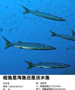 梭鱼 梭鱼百科 梭鱼 梭鱼百科