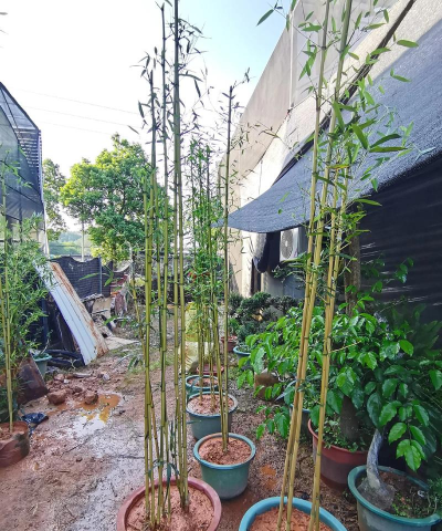 竹子几月份栽成活率高 竹子几月份栽成活率高