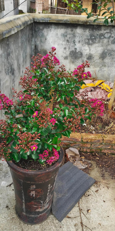 紫薇冬天落叶吗 紫薇冬天落叶吗