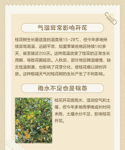 桂花树为什么不开花是什么原因 桂花树为什么不开花是什么原因