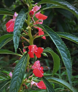 驱蛇花有哪些 驱蛇花有哪些