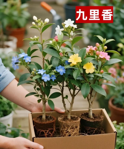 九里香移植季节 九里香移植季节