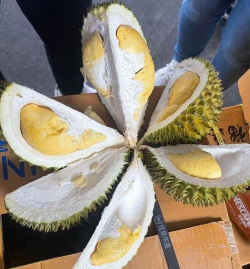 泰国长柄榴莲 泰国长柄榴莲