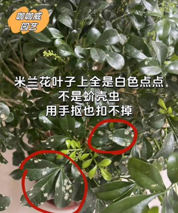 为什么米兰叶子白点点 为什么米兰叶子白点点