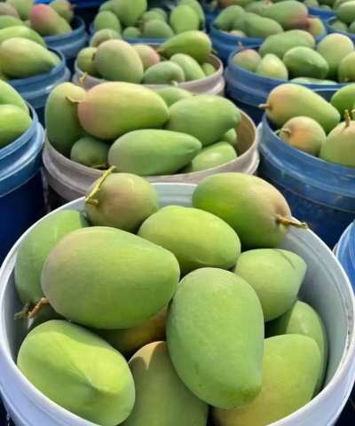 百优一号芒 百优一号芒