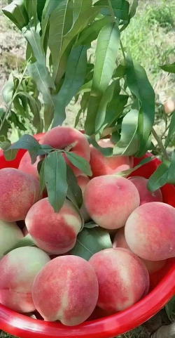 古田水蜜桃 古田水蜜桃