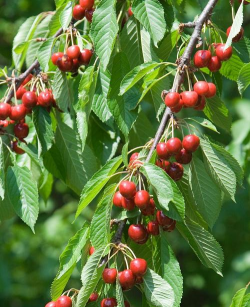 欧洲甜樱桃 欧洲甜樱桃