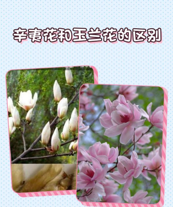 玉兰花是辛夷花吗 玉兰花是辛夷花吗