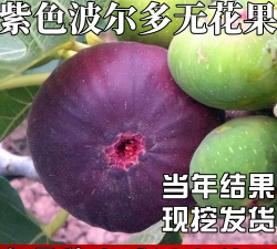 紫色波尔多 紫色波尔多