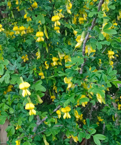 野生的花有哪些 野生的花有哪些