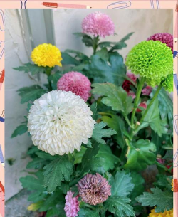 描写秋天有哪些花 描写秋天有哪些花