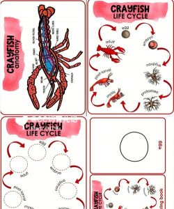 小龙虾的繁殖期是什么时候 小龙虾的繁殖期是什么时候