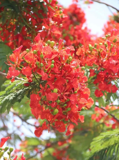 凤凰花又称什么花 凤凰花又称什么花