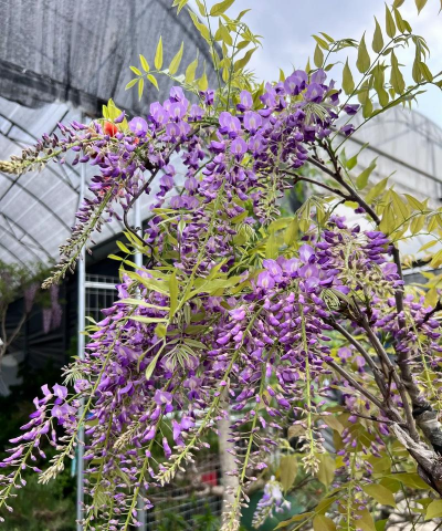 有哪些花淡香 有哪些花淡香