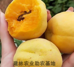 兰州大接杏 兰州大接杏