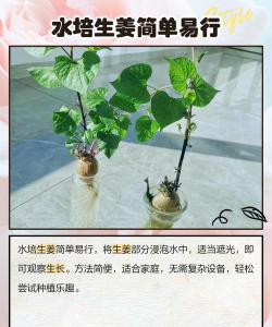 无土化种植姜怎么种植的 无土化种植姜怎么种植的