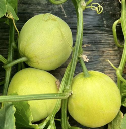 马连庄甜瓜 马连庄甜瓜