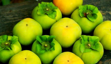 云南糖心柿 云南糖心柿