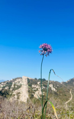 山顶的花有哪些 山顶的花有哪些