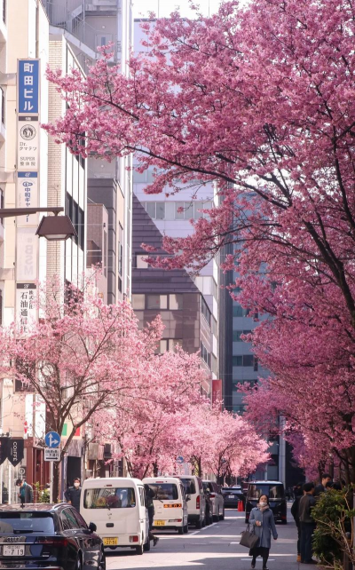 东京的花有哪些 东京的花有哪些