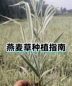 燕麦能种植吗怎么种植的 燕麦能种植吗怎么种植的