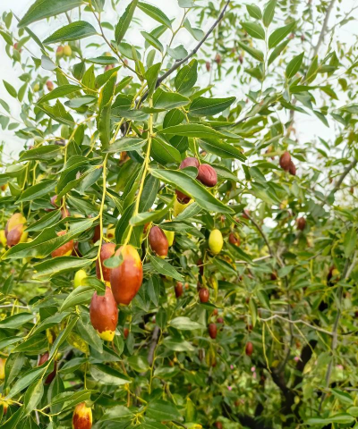 北京马牙枣 北京马牙枣