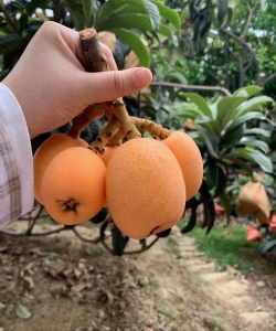 大五星枇杷 大五星枇杷