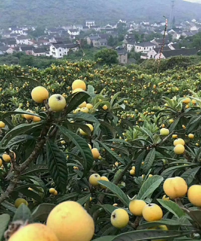 西山青种枇杷 西山青种枇杷