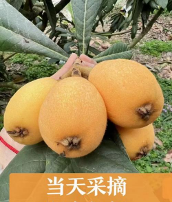 解放钟枇杷 解放钟枇杷