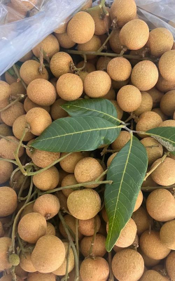 茂名储良龙眼 茂名储良龙眼