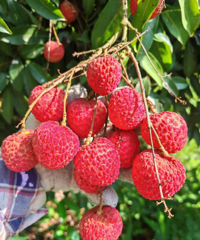 糯米糍荔枝 糯米糍荔枝