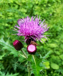 木子花有哪些品种 木子花有哪些品种