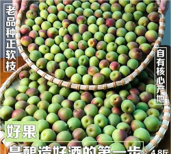 软枝大粒梅 软枝大粒梅