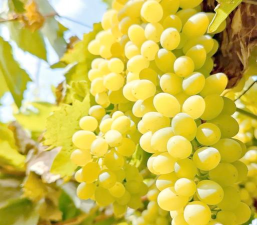 无核白葡萄 无核白葡萄