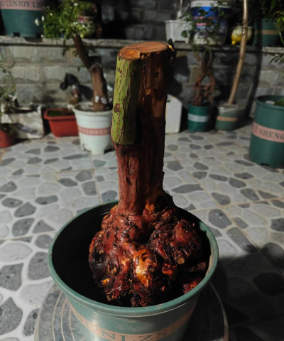 月季花嫁接用啥砧木 月季花嫁接用啥砧木