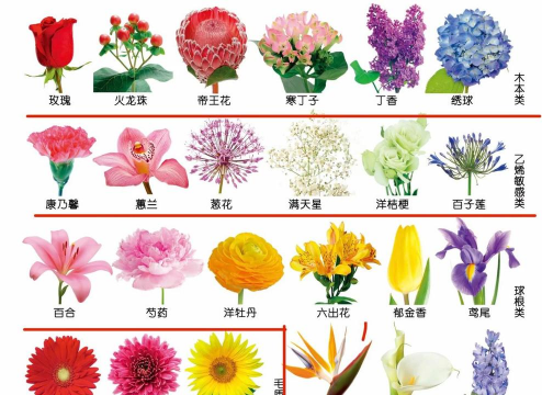 24花型有哪些 24花型有哪些