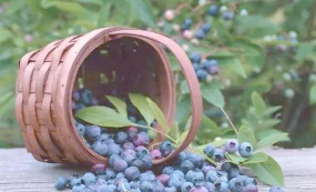 阿萨伊浆果 阿萨伊浆果