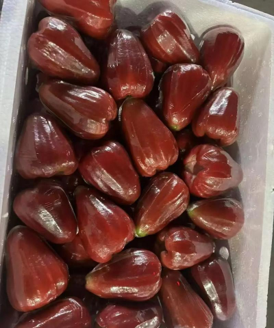 黑金刚莲雾 黑金刚莲雾