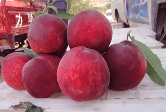 川中岛白桃 川中岛白桃