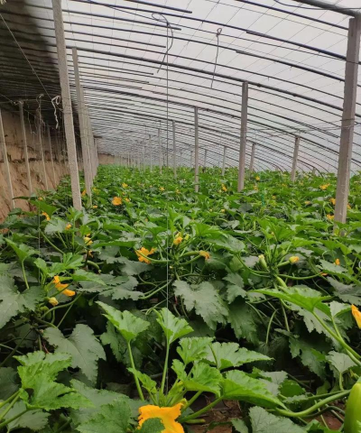 灰采尼西葫芦 灰采尼西葫芦