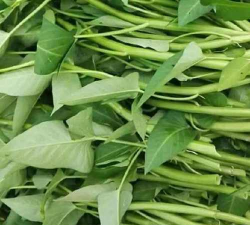 白茎大叶空心菜 白茎大叶空心菜