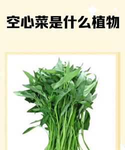 绿茎细叶空心菜 绿茎细叶空心菜